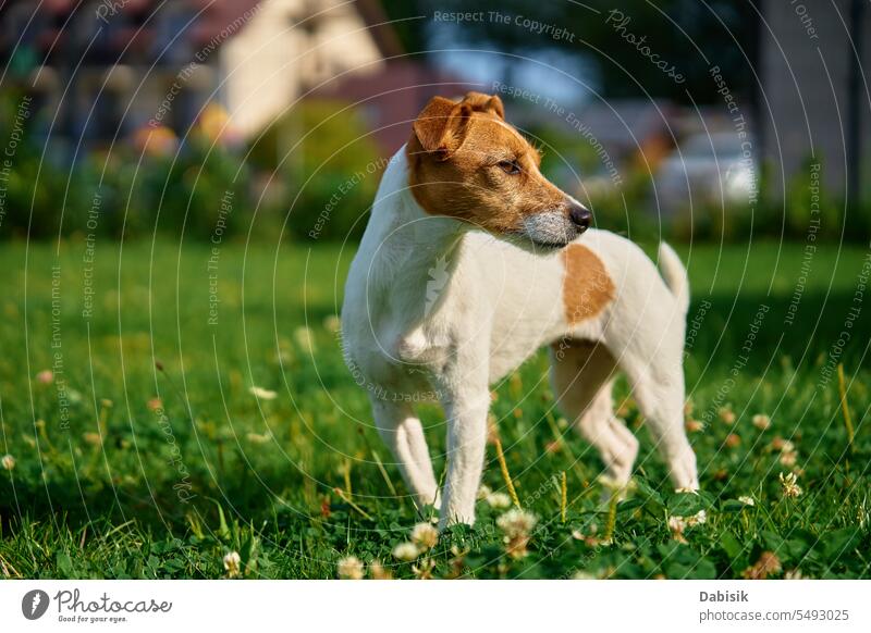 Dog walking on lawn with green grass on summer day dog pet jack russell portrait animal outdoors active cute purebred meadow happy nature adult beautiful