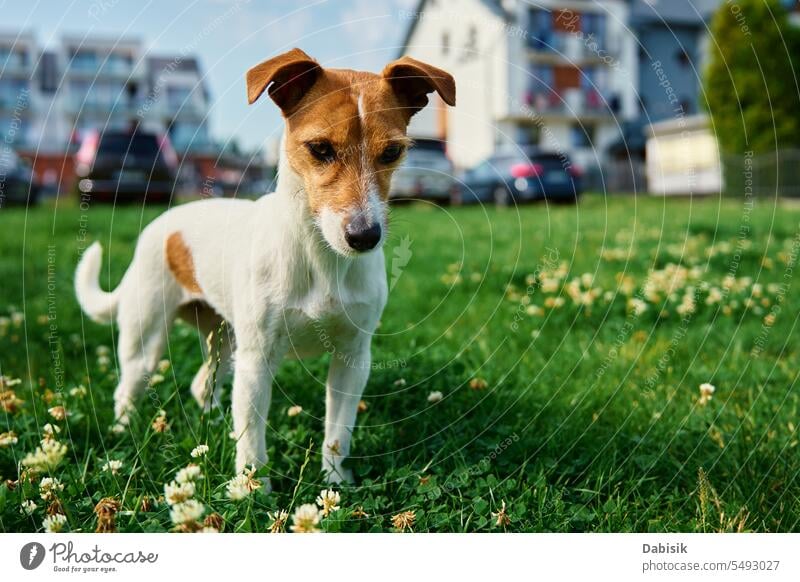 Dog walking on lawn with green grass on summer day dog pet jack russell portrait animal outdoors active cute purebred meadow happy nature adult beautiful