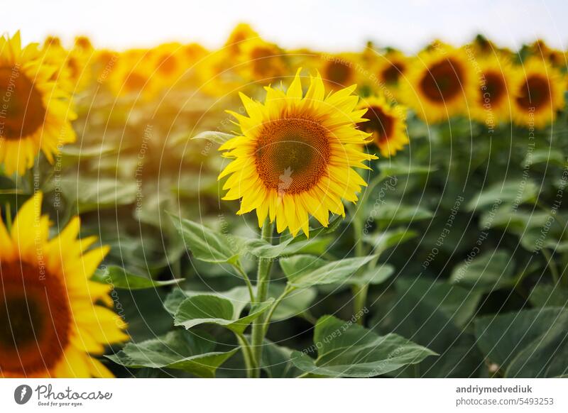 Close up blooming bright heads of sunflowers with green petals at sunlight. Botany. Cultivation of eco oilseeds. Harvest agriculture time. Sunflower seeds. Advertisement for sunflower vegetable oil