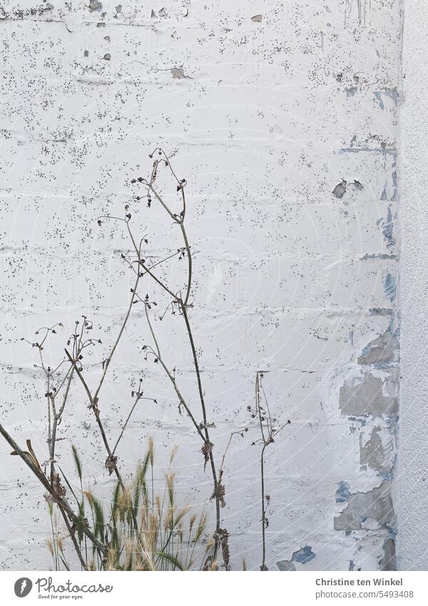 Delicate plants in front of a white wall with crumbling plaster grasses Light green Wall (building) plastered wall Plastered plastered facade Old Facade