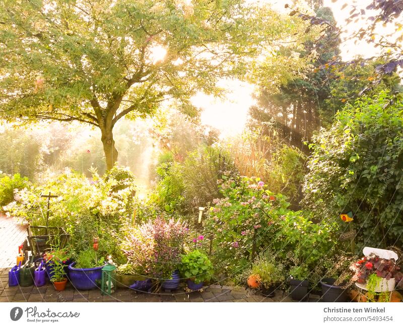 summer morning atmosphere in garden Garden trees Bushes flowers watering cans Handcart Summer plants garden idyll naturally Nature Flowers and plants