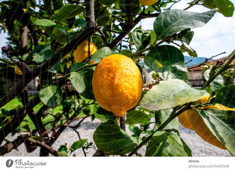 2023 05 05 Angera lemon flower and lemon tree 1 leaf white plant branch citrus nature green background fresh fruit food agriculture summer healthy floral yellow