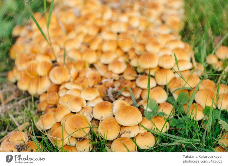 Large group of Marasmius oreades, also known as the fairy ring mushroom or fairy ring champignon in green grass large marasmius wild fresh brown outdoor macro