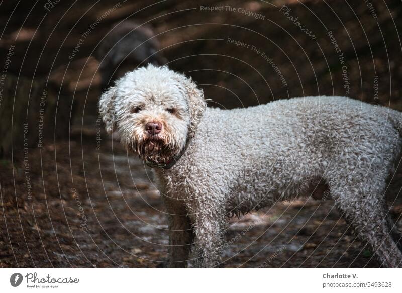 Musty dog Animal Pet Dog Lagotto Romagnolo water dog Light Shadow Light and shadow curly fur curly dog Colour photo Animal portrait 1 Cute Nature Exterior shot