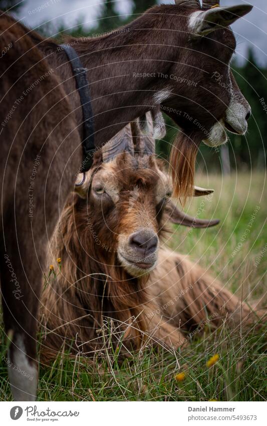 In the foreground is a female Thuringian Forest goat with a black collar looking diagonally right to the rear. Below the female goat in focus lies a Thuringian Forest goat buck and looks into the camera.