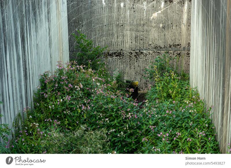 Bush with flowers grows between concrete walls Nature bush renaturation restriction Concrete Concrete walls Surface Growth Structures and shapes Abstract