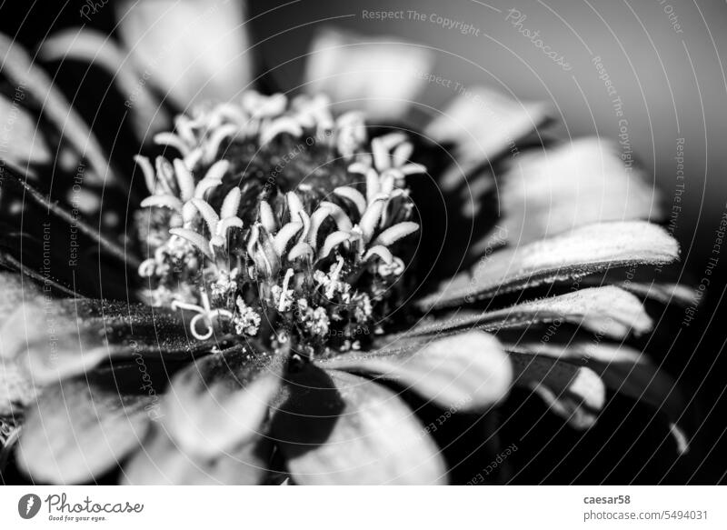 A beautiful colorful aster in a bunch of flowers structure blurry monochrome petals zinnia head asters black and white bouquet pollen blossom vibrant bw bright