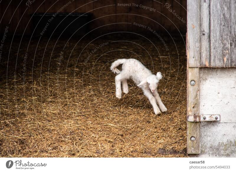 A young lamb jumping happily around in its shed sheep animal cute nature wool farm mammal agriculture livestock spring white domestic illustration funny cattle