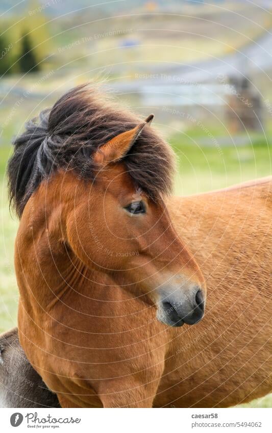 Portrait of brown Icelandic ponies horse pony portrait iceland mane face closeup beautiful countryside young cute head crest profile one eye animal beauty