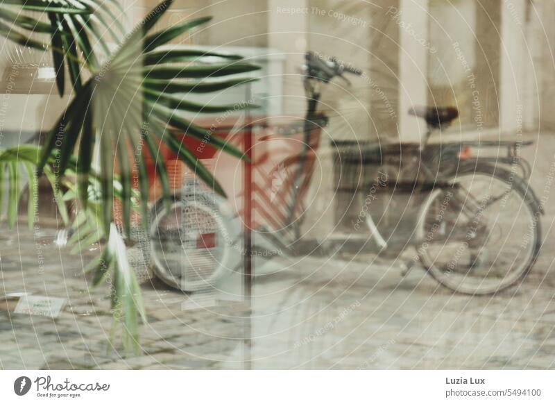 Cargo bike and green plants, reflection in a shop window blurriness Shadow Light Pane Window pane atmospherically Mysterious hazy Slice Glass tough Evergreen
