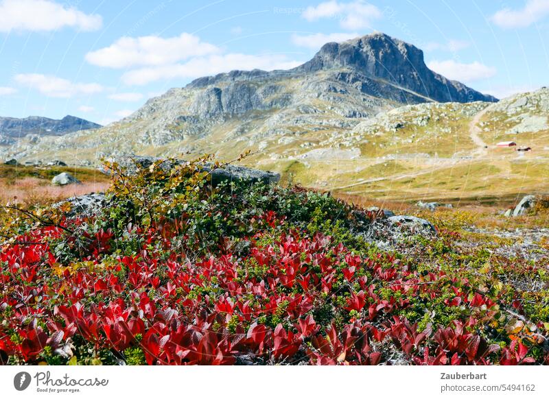 Norwegian landscape with red flowers, plateau and mountain Landscape Norway Scandinavia norwegian Red High plain wide farsightedness panorama Nature Mountain