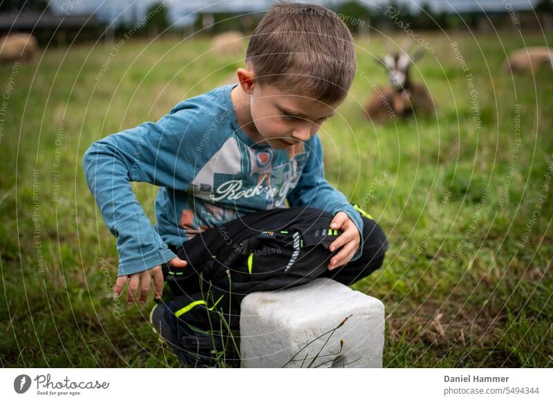 Boy explores a "salt lick" for sheep and goats on a green meadow / pasture. In the background a lying brown goat and three sheep grazing. The boy is 6 years old and has black pants on and a blue shirt with print.