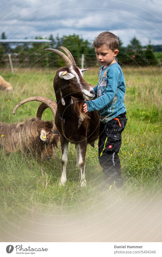 In the foreground a female Thuringian Forest goat with bell and beard, next to it a boy with black pants and blue shirt. Boy stroking goat's beard. In the background a lying billy goat and a grazing sheep. Edge of picture below: sheep wool