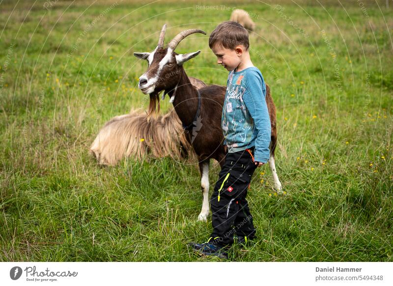 In the foreground is a female Thuringian Forest goat with black collar, bell and beard, next to it is a boy with black pants and blue shirt. In the background a lying billy goat and a grazing sheep.