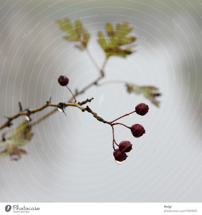 Novem berry... Environment Nature Plant Drops of water Autumn Fog Bushes Leaf Wild plant Hawthorn Berries Fruit Twig Park Hang Growth Authentic Dark Small Wet