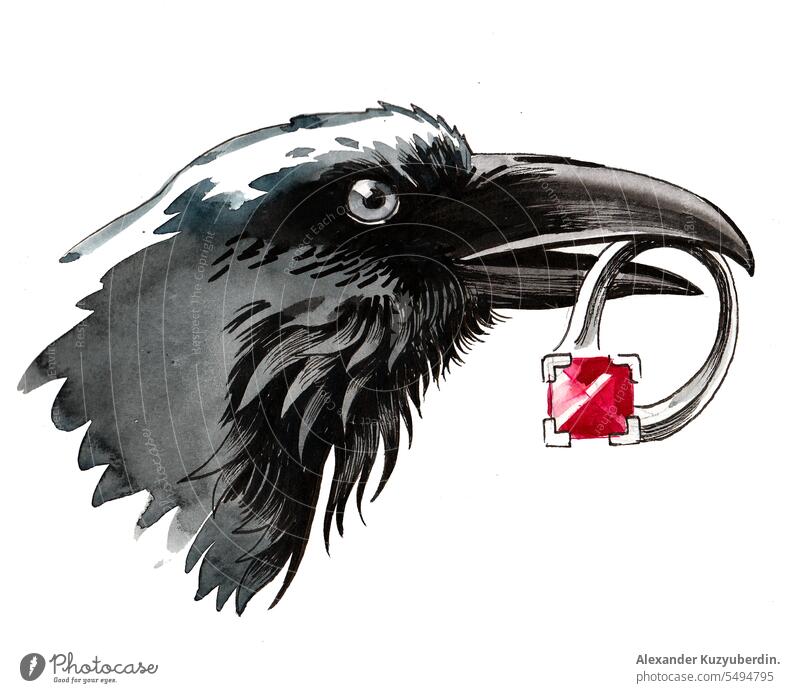 Watercolor sketch of a raven holding ruby ring animal art bird black crow illustration precious stolen thief watercolor