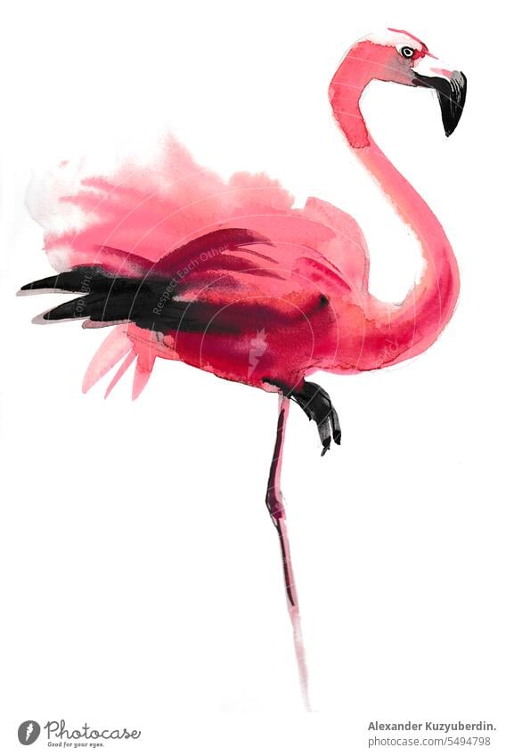 Watercolor flamingo animal art background beautiful beauty bird card colorful design drawing elegance exotic flamingos hand illustration isolated love natural
