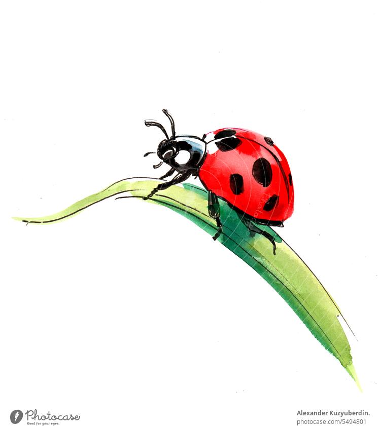 Watercolor ladybug art background bright cartoon colorful green illustration insect isolated life natural nature red spring summer symbol watercolor white