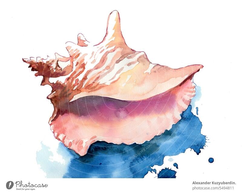 Seashell. Ink and watercolor sketch art background beach conch hand illustration isolated life marine nature object ocean paint sea seafood seashell summer