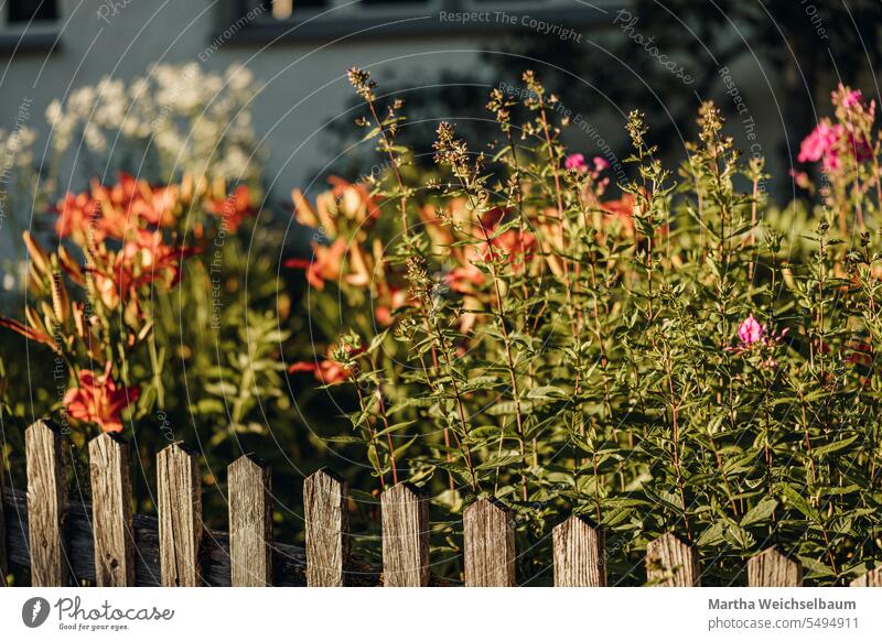 Farm garden with picket fence in evening sun Country  garden paling fence Wooden fence flower garden Garden blossoms Evening sun evening sunlight Green
