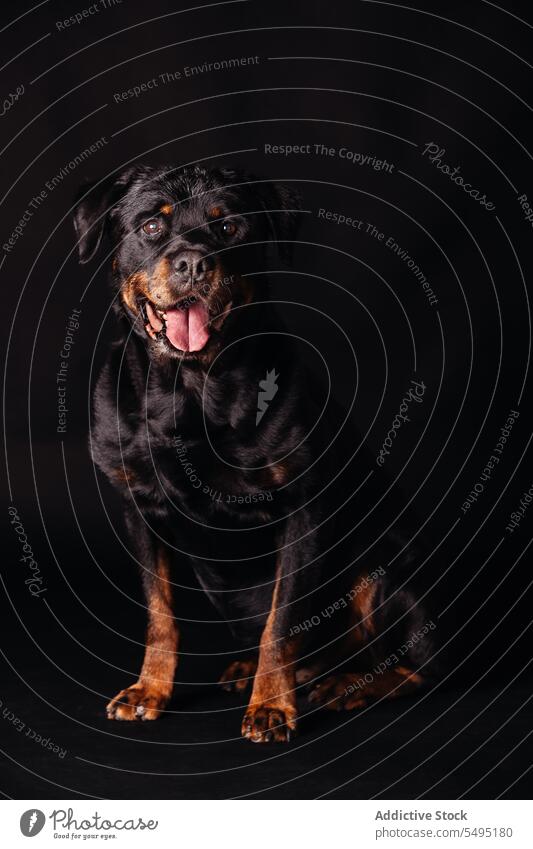 Calm dog resting in black studio calm obedient purebred pet animal portrait mammal muzzle cute pedigree canine adorable zoology loyal stare interest curious
