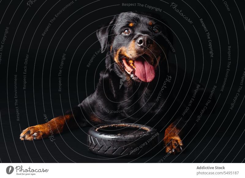 Calm dog resting in black studio calm obedient purebred pet animal bowl portrait mammal muzzle cute pedigree lying canine adorable zoology loyal stare interest