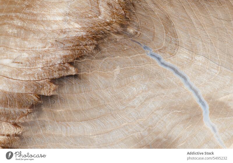 Petrified Spruce Miocene Oregon ancient brown close-up closeup detail fossil fossilized fossilized wood grain horizontal intricate lines macro nature