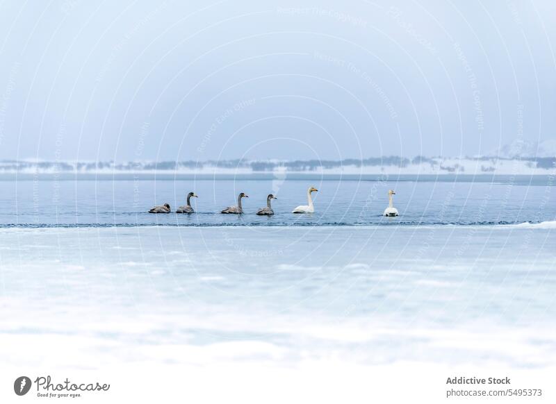 Winter landscape with Whooper Swans whooper swan cygnus cygnus winter sea ice water magnificent flock swim norway lapland lofoten island atlantic arctic nordic