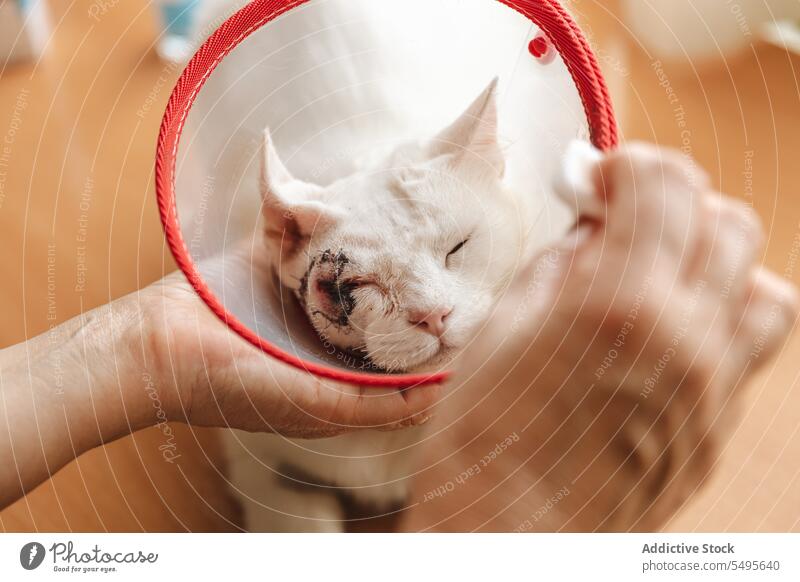 Crop woman applying disinfectant on face of sick cat pet cone protect veterinary home doctor animal care skin cancer domestic feline cotton treat clinic