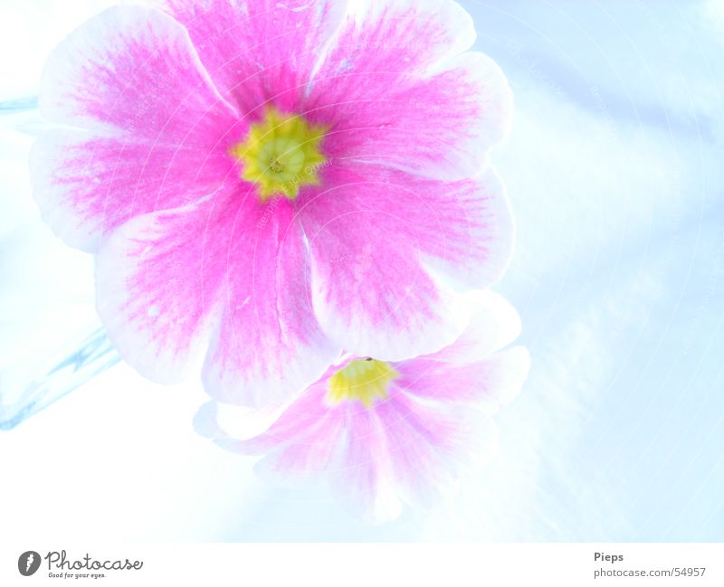 Two pink primrose flowers Colour photo Interior shot Macro (Extreme close-up) Neutral Background Nature Plant Spring Blossom Blossoming Pink White Primrose 2