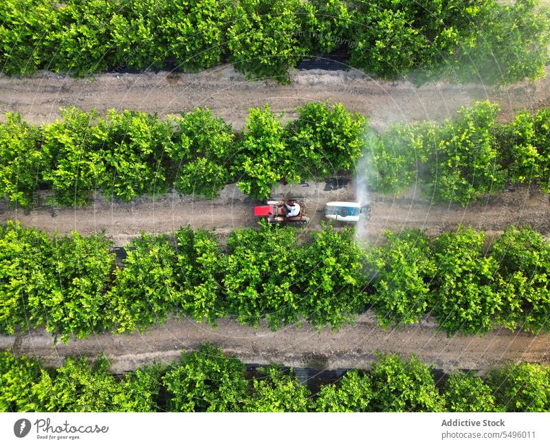 Anonymous farmer driving tractor spraying pesticide on lemon trees herbicide agriculture organic insecticide chemical crop nature countryside cultivation