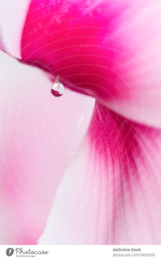 Pistil and water drop Cyclamen persicum beautiful beauty blossom close up close-up closeup cyclamen delicate droplet flower fragile fragility macro magenta