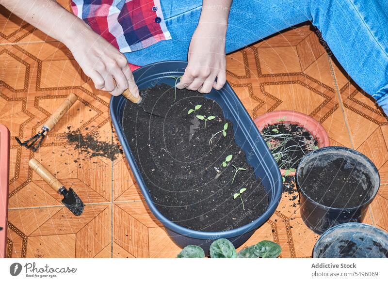 Crop gardener planting seedlings in pot at home woman sprout seeding container soil cultivate female hobby plastic horticulture growth botany floor busy process