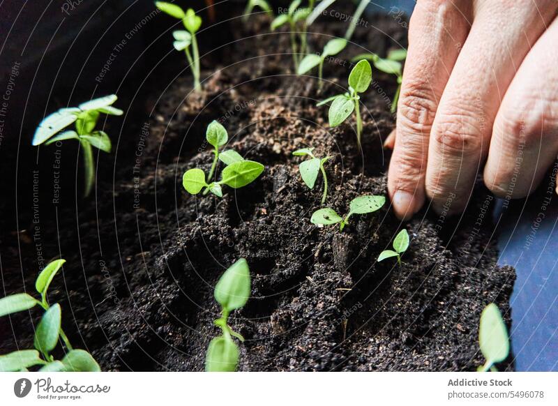 Crop gardener planting seedlings in soil of pot hand seeding cultivate sprout nature organic growth green botany ground care fertile daytime horticulture