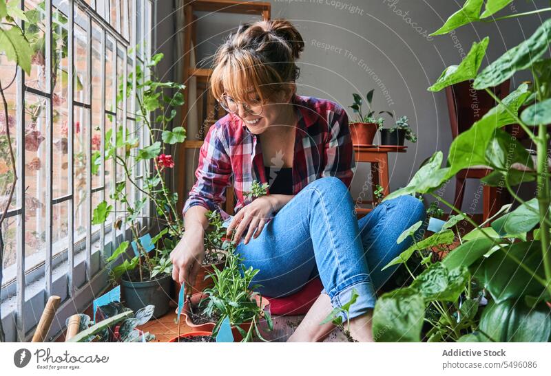 Woman working with potted plants near window at home woman gardener smile hobby botany domestic care grow squat casual happy cultivate natural room flora young