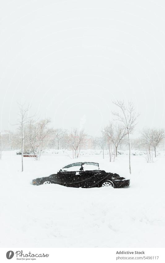Car covered with snow during snowfall black car snowdrift winter overcast parked forgotten haze cloudy wintertime transport leafless tree vehicle automobile