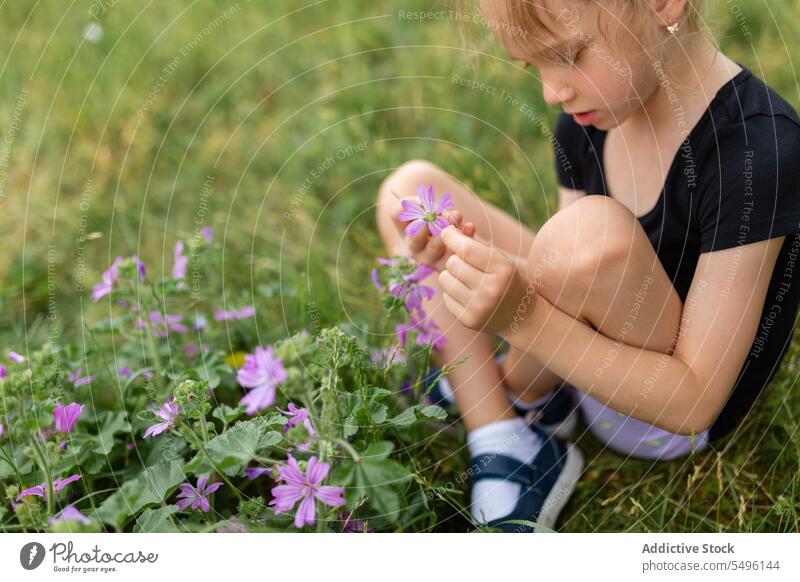 Focused girl touching violet flowers blossom summer kid nature focus grass child bloom little concentrate delicate childhood flora green cute botany fresh