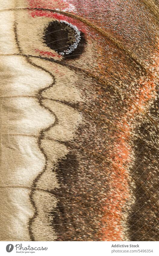 Cecropia Moth Wing Detail Hyalophora cecropia North America abstract brown cecropia moth close-up closeup colorful delicate detail detailed insect macro