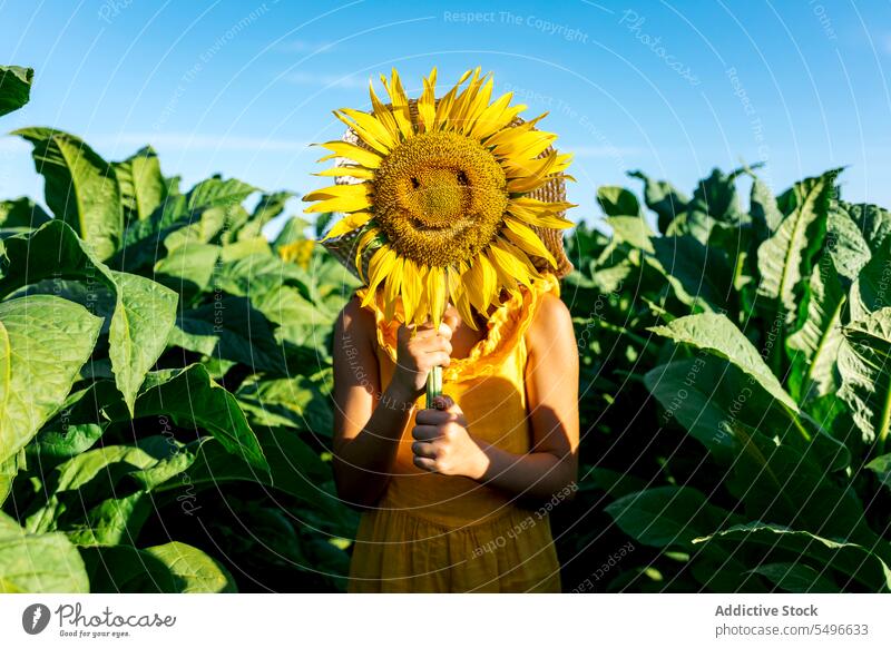 Anonymous girl hiding face with sunflower amidst plants in farm faceless summer weekend nature beautiful green grow sky lifestyle lush casual attire standing