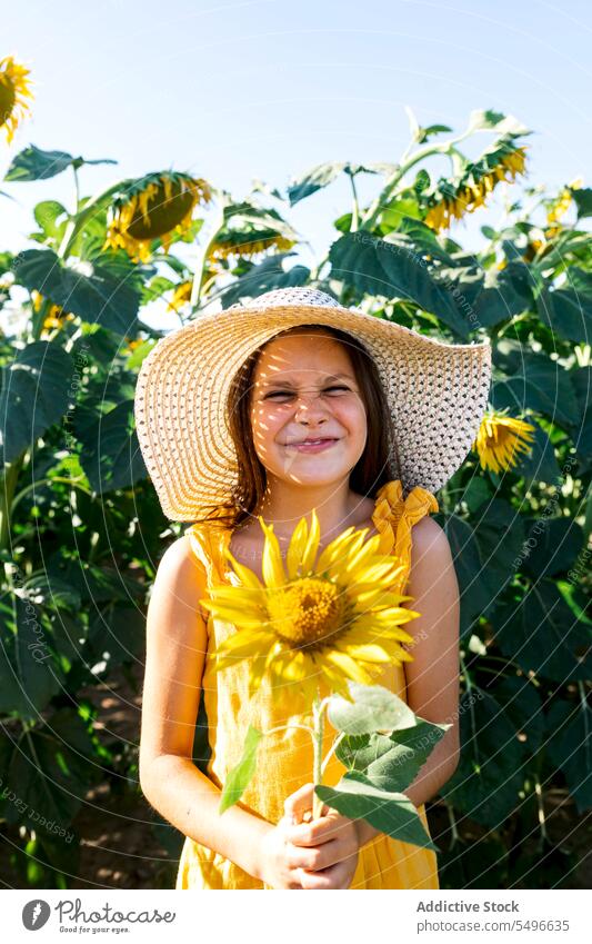 Preteen girl smiling and holding sunflower in farm cute portrait child happy summer weekend hat beautiful lifestyle yellow nature expression childhood innocent