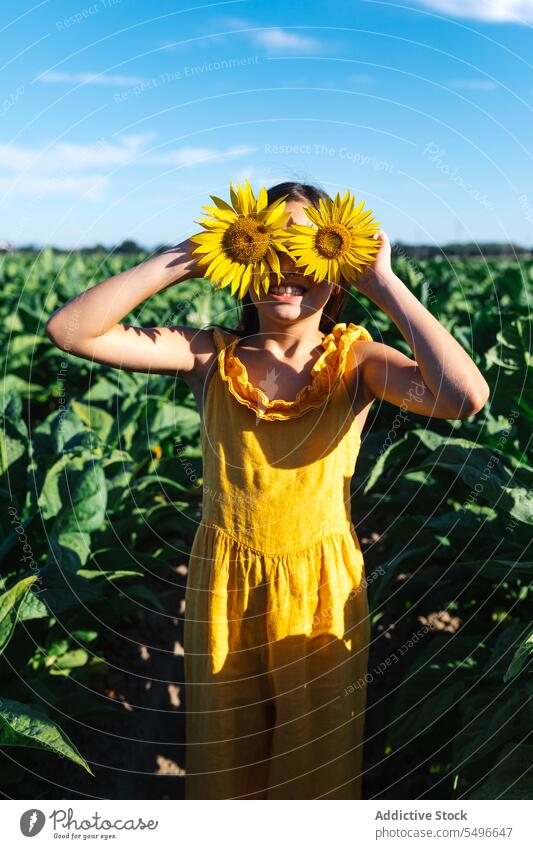 Girl hiding face with beautiful sunflowers in farm girl faceless smile child weekend yellow plant nature innocent holding happy summer lifestyle childhood