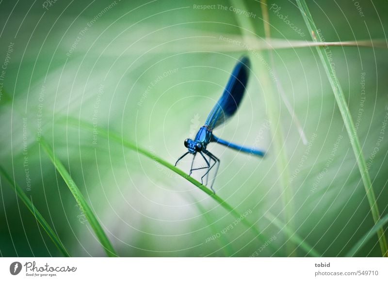 ready for take off Nature Grass Animal Wing Dragonfly 1 Crouch Esthetic Glittering Natural Beautiful Elegant Colour photo Exterior shot Macro (Extreme close-up)