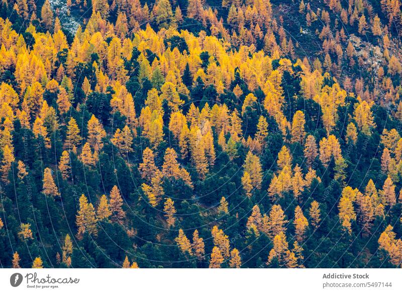 Colorful autumn tress in mountain forest woodland tree nature colorful foliage woods Switzerland landscape fall environment national park picturesque flora