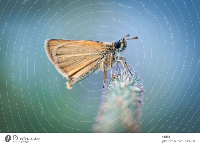 Butterfly No.2 Nature Animal Plant Grass 1 Crouch Esthetic Blue Brown Yellow Colour photo Exterior shot Macro (Extreme close-up) Neutral Background Twilight
