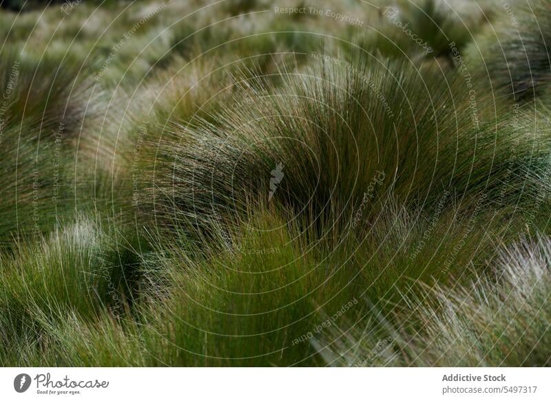 Dry lush grass growing in field stem dry tall ecology nature growth reserve ecological ecuador south america summer environment biology climate botany vegetate