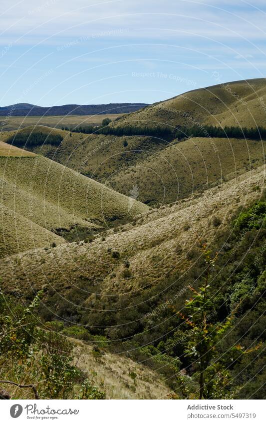 Hills covered with dry grass on sunny day landscape greenery nature hill valley environment scenery ecology untouched highland ecological reserve ecuador