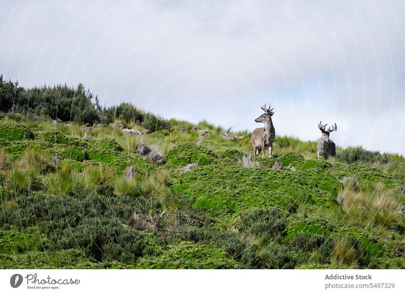 White tailed deers standing on lush moss animal habitat wild nature fauna slope environment mountain zoology herbivore ecological hill reserve ecuador