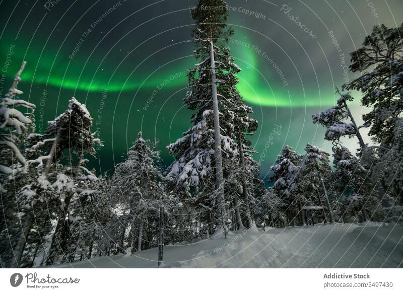 Polar lights above coniferous trees aurora borealis winter polar snow sky forest nature phenomenon silhouette northern picturesque wild atmosphere woods scenic