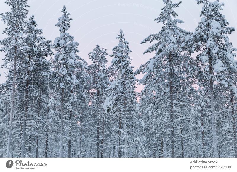 Coniferous trees covered with snow in winter forest evergreen flora nature environment wildlife cold branch coniferous plant woods vegetate grow fir woodland