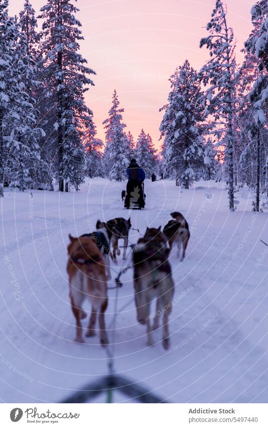 Unrecognizable men in warm clothes walking with pack of dogs on snowy land winter owner frost animal canine cold wintertime friend forest tree pet countryside